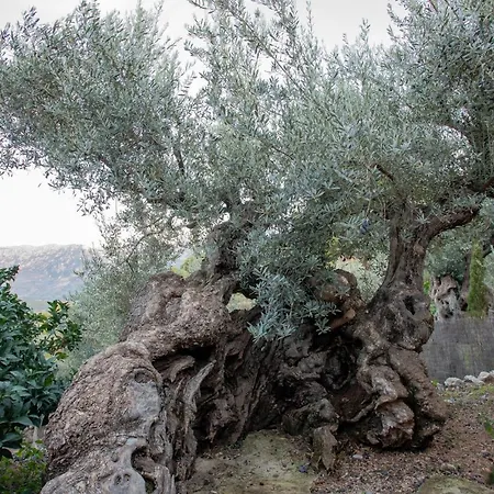 Olivar De S'heretat Trekking/ruta Gr-221 Soller